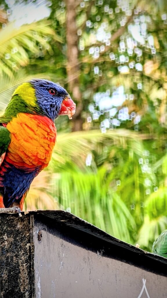 The Poney Tour Australie 2025 259